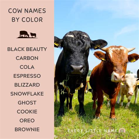 gucci beef cows|gucci the cow name.